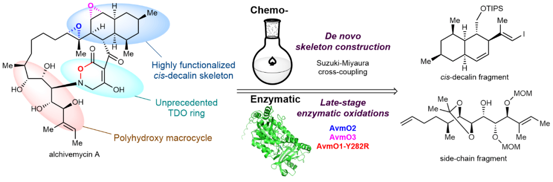 Alchivemycin A的首次全合成（Nature Synthesis 2024）.png