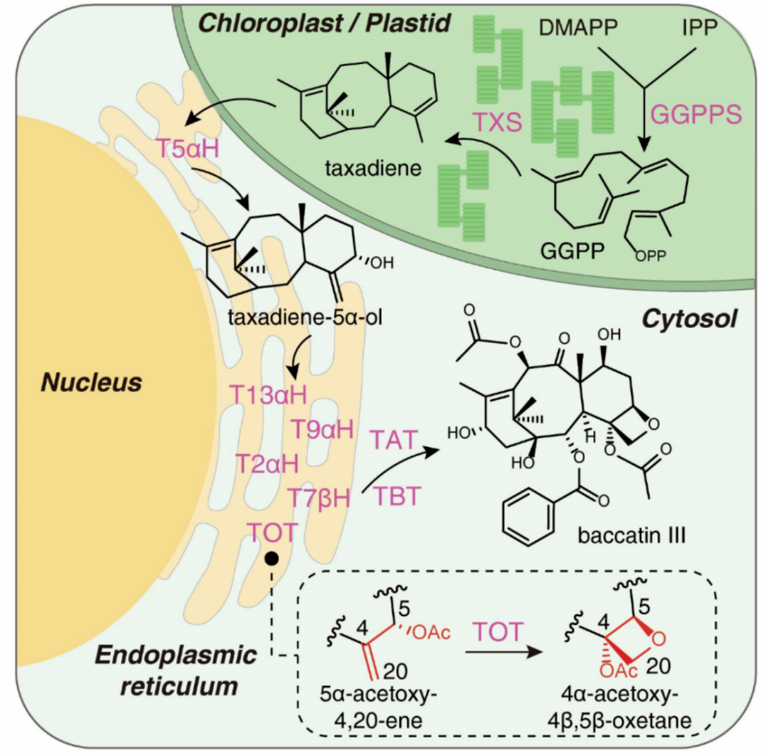 阐明紫杉醇的生物合成途径（Science 2024）.png